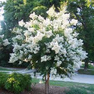 The Crape Myrtle 
